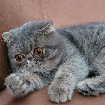 chat Exotic Shorthair blue spotted tabby Socrate Chatterie Katzarolli