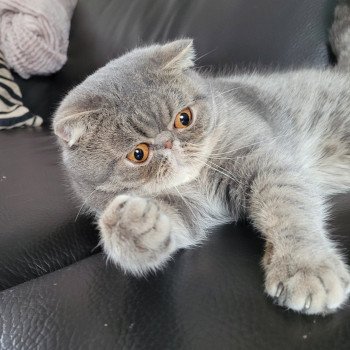 chat Exotic Shorthair blue spotted tabby Socrate Chatterie Katzarolli