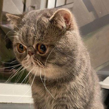 chat Exotic Shorthair blue spotted tabby Socrate Chatterie Katzarolli