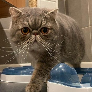 chat Exotic Shorthair blue spotted tabby Socrate Chatterie Katzarolli