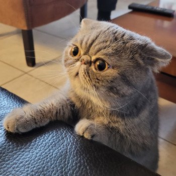 chat Exotic Shorthair blue spotted tabby Socrate Chatterie Katzarolli