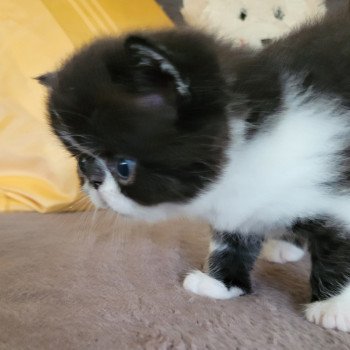 chaton Exotic Shorthair black & blanc STANLEY Chatterie Katzarolli