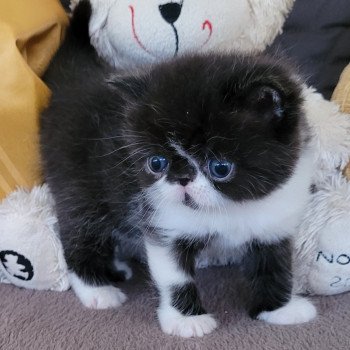 chaton Exotic Shorthair black & blanc STANLEY Chatterie Katzarolli