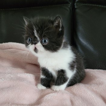 chaton Exotic Shorthair black & blanc STANLEY Chatterie Katzarolli