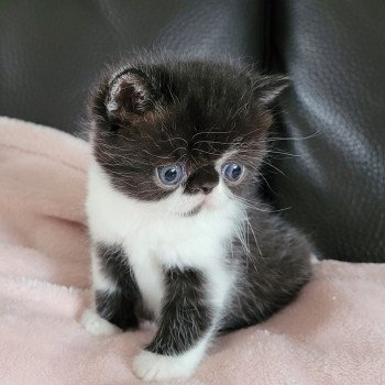 chaton Exotic Shorthair black & blanc STANLEY Chatterie Katzarolli