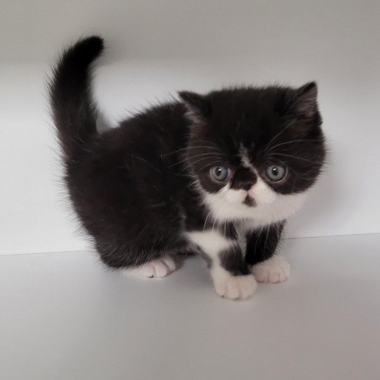 Stanley Mâle Exotic Shorthair