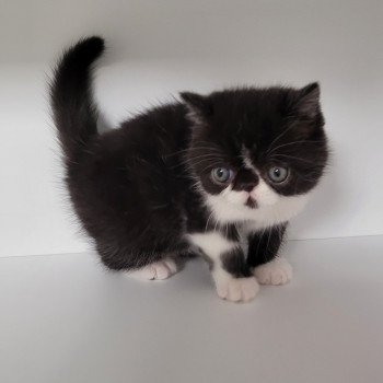 chaton Exotic Shorthair black & blanc STANLEY Chatterie Katzarolli