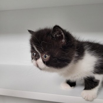 chaton Exotic Shorthair black & blanc STANLEY Chatterie Katzarolli