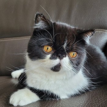 chaton Exotic Shorthair black & blanc STANLEY Chatterie Katzarolli chaton Exotic Shorthair black & blanc STANLEY Chatterie Katzarolli