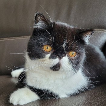 chaton Exotic Shorthair black & blanc STANLEY Chatterie Katzarolli