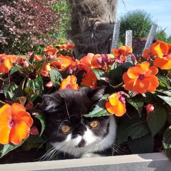 chaton Exotic Shorthair black & blanc STANLEY Chatterie Katzarolli