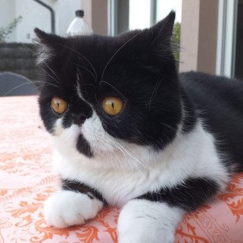 chaton Exotic Shorthair black & blanc STANLEY Chatterie Katzarolli