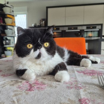 chaton Exotic Shorthair black & blanc Stanley Chatterie Katzarolli chaton Exotic Shorthair black & blanc Stanley Chatterie Katzarolli