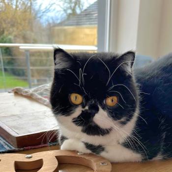 chaton Exotic Shorthair black & blanc Syrano Chatterie Katzarolli