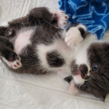 chaton Exotic Shorthair black & blanc SYRANO Chatterie Katzarolli