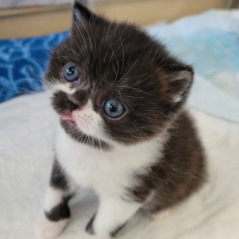 chaton Exotic Shorthair black & blanc SYRANO Chatterie Katzarolli