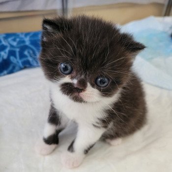 chaton Exotic Shorthair black & blanc SYRANO Chatterie Katzarolli