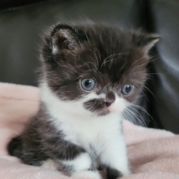 chaton Exotic Shorthair black & blanc SYRANO Chatterie Katzarolli