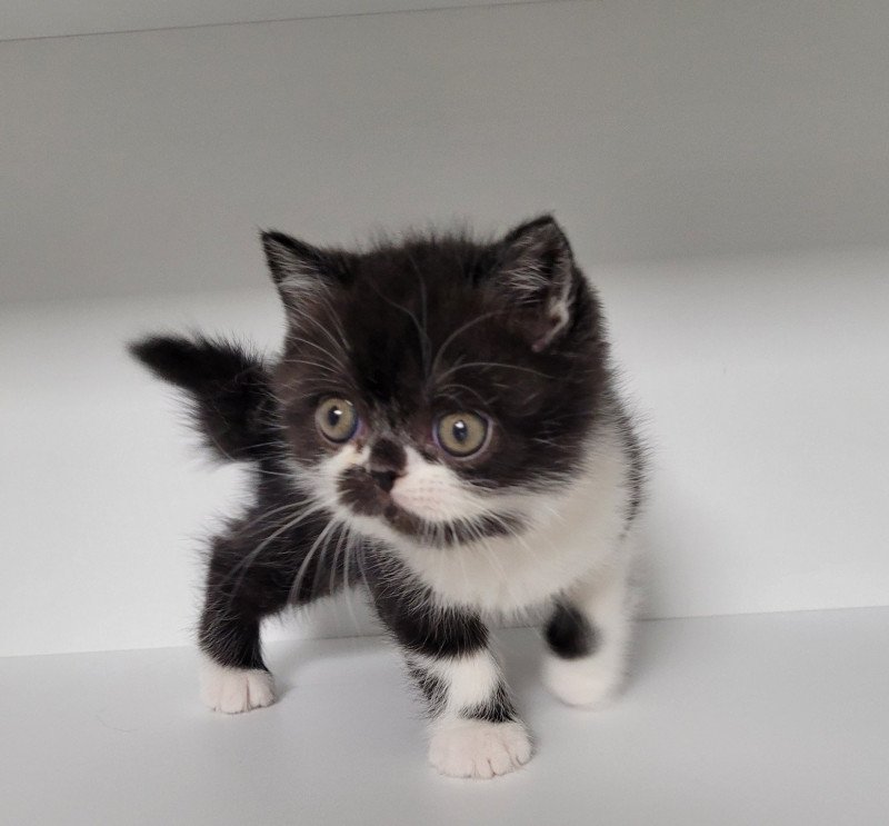Syrano Mâle Exotic Shorthair Syrano Mâle Exotic Shorthair
