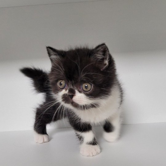 Syrano Mâle Exotic Shorthair