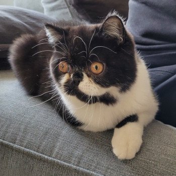 chaton Exotic Shorthair black & blanc Syrano Chatterie Katzarolli chaton Exotic Shorthair black & blanc Syrano Chatterie Katzarolli
