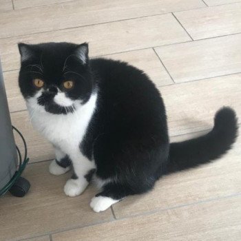 chaton Exotic Shorthair black & blanc Syrano Chatterie Katzarolli chaton Exotic Shorthair black & blanc Syrano Chatterie Katzarolli