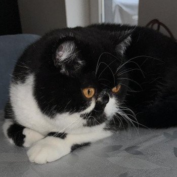 chaton Exotic Shorthair black & blanc Syrano Chatterie Katzarolli chaton Exotic Shorthair black & blanc Syrano Chatterie Katzarolli