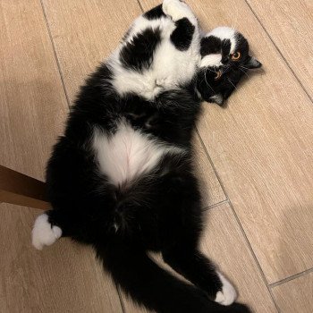 chaton Exotic Shorthair black & blanc Syrano Chatterie Katzarolli chaton Exotic Shorthair black & blanc Syrano Chatterie Katzarolli