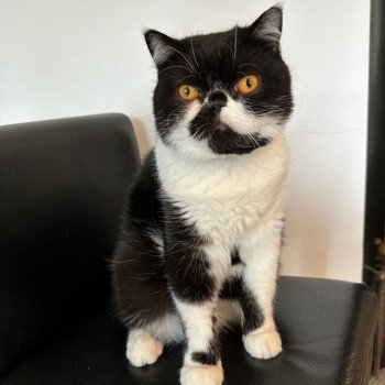 chaton Exotic Shorthair black & blanc Syrano Chatterie Katzarolli chaton Exotic Shorthair black & blanc Syrano Chatterie Katzarolli