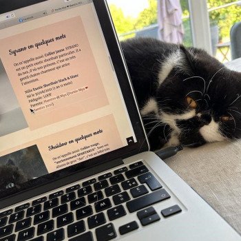 chaton Exotic Shorthair black & blanc Syrano Chatterie Katzarolli chaton Exotic Shorthair black & blanc Syrano Chatterie Katzarolli
