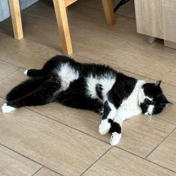chaton Exotic Shorthair black & blanc Syrano Chatterie Katzarolli chaton Exotic Shorthair black & blanc Syrano Chatterie Katzarolli
