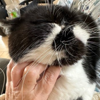 chaton Exotic Shorthair black & blanc Syrano Chatterie Katzarolli chaton Exotic Shorthair black & blanc Syrano Chatterie Katzarolli