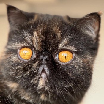 chaton Exotic Shorthair black tortie Tsarin' Chatterie Katzarolli chaton Exotic Shorthair black tortie Tsarin' Chatterie Katzarolli