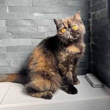 chaton Exotic Shorthair black tortie Tsarin' Chatterie Katzarolli chaton Exotic Shorthair black tortie Tsarin' Chatterie Katzarolli