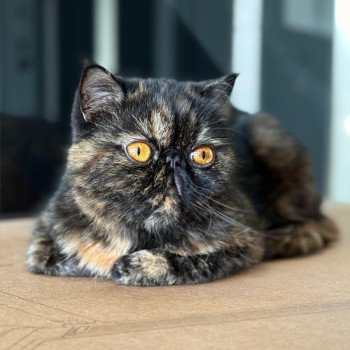 chaton Exotic Shorthair black tortie Tsarin' Chatterie Katzarolli