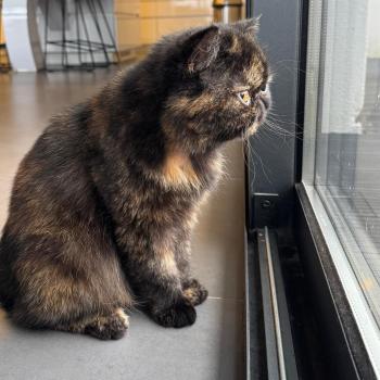 chaton Exotic Shorthair black tortie Tsarin' Chatterie Katzarolli