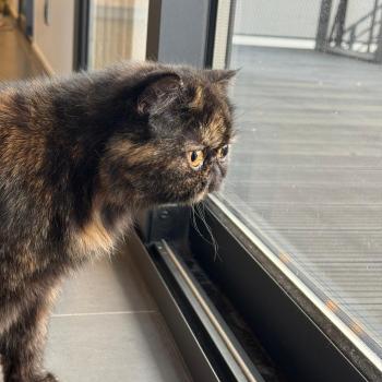 chaton Exotic Shorthair black tortie Tsarin' Chatterie Katzarolli