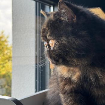 chaton Exotic Shorthair black tortie Tsarin' Chatterie Katzarolli
