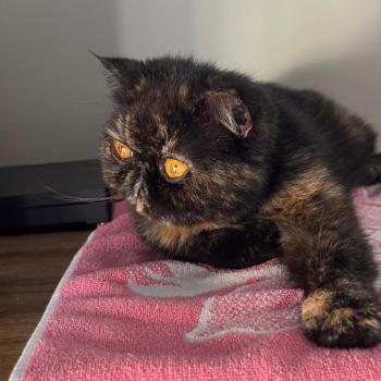 chaton Exotic Shorthair black tortie Tsarin' Chatterie Katzarolli