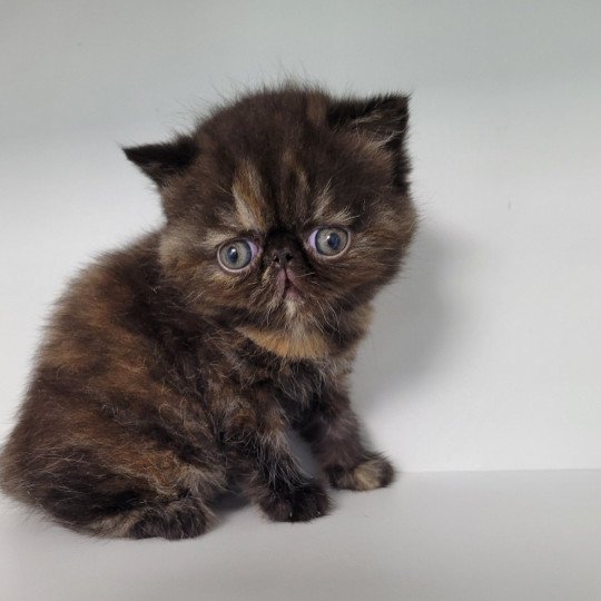 Tsarin' Femelle Exotic Shorthair