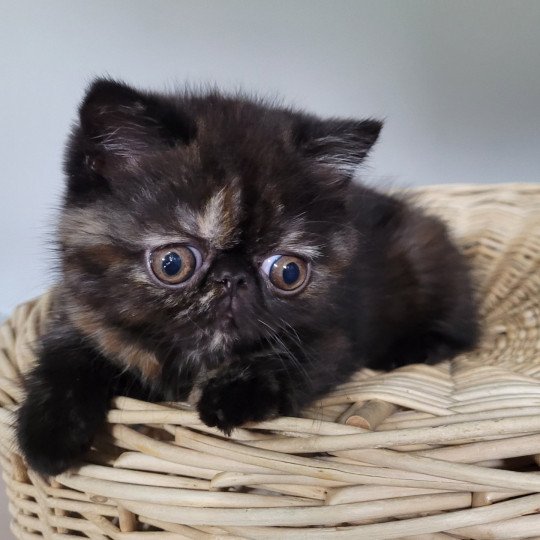 Tsarin' Femelle Exotic Shorthair