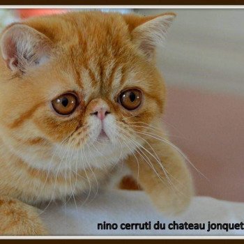 chat Exotic Shorthair red spotted tabby Nino Chatterie Katzarolli