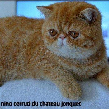 chat Exotic Shorthair red spotted tabby Nino Chatterie Katzarolli