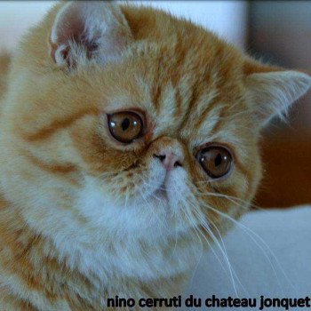 chat Exotic Shorthair red spotted tabby Nino Chatterie Katzarolli