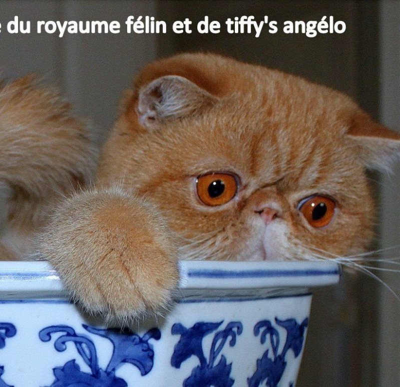 Nino Mâle Exotic Shorthair Nino Mâle Exotic Shorthair