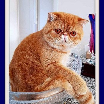 chat Exotic Shorthair red spotted tabby Nino Chatterie Katzarolli