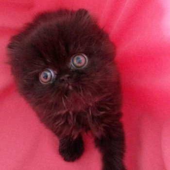 chaton Persan black Nelson Chatterie Katzarolli