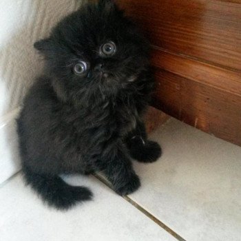 chaton Persan black Nelson Chatterie Katzarolli