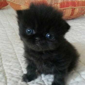 chaton Persan black Nelson Chatterie Katzarolli