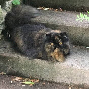 chaton Persan black tortie Nikita Chatterie Katzarolli